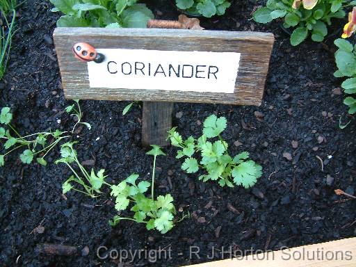 Coriander seedlings 